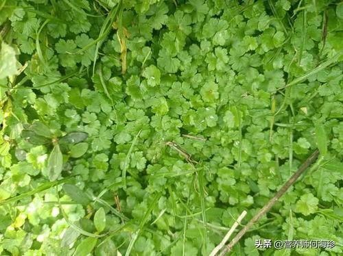 国产人人草,人人草，绿色健康生活新选择